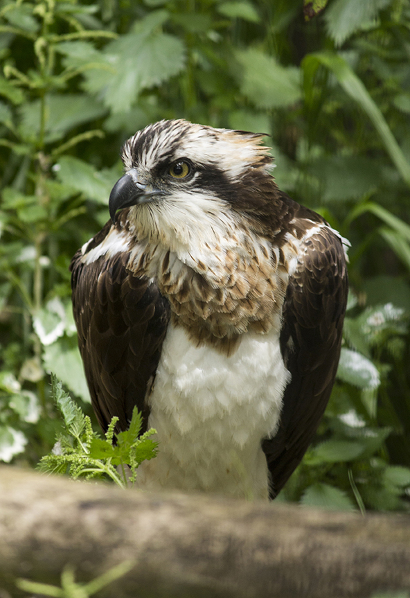 ÁGUILA PESCADORA