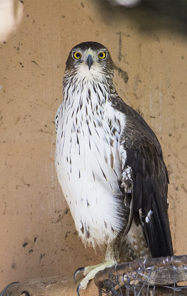 AGUILA AZOR PERDICERA