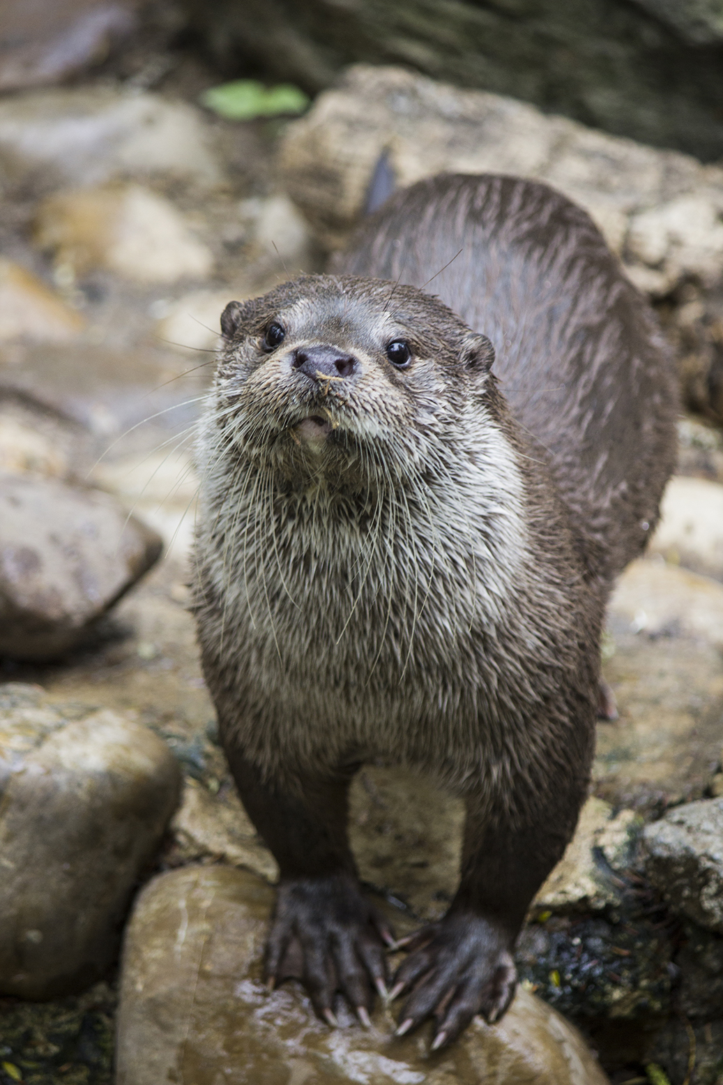 Nutria Europea