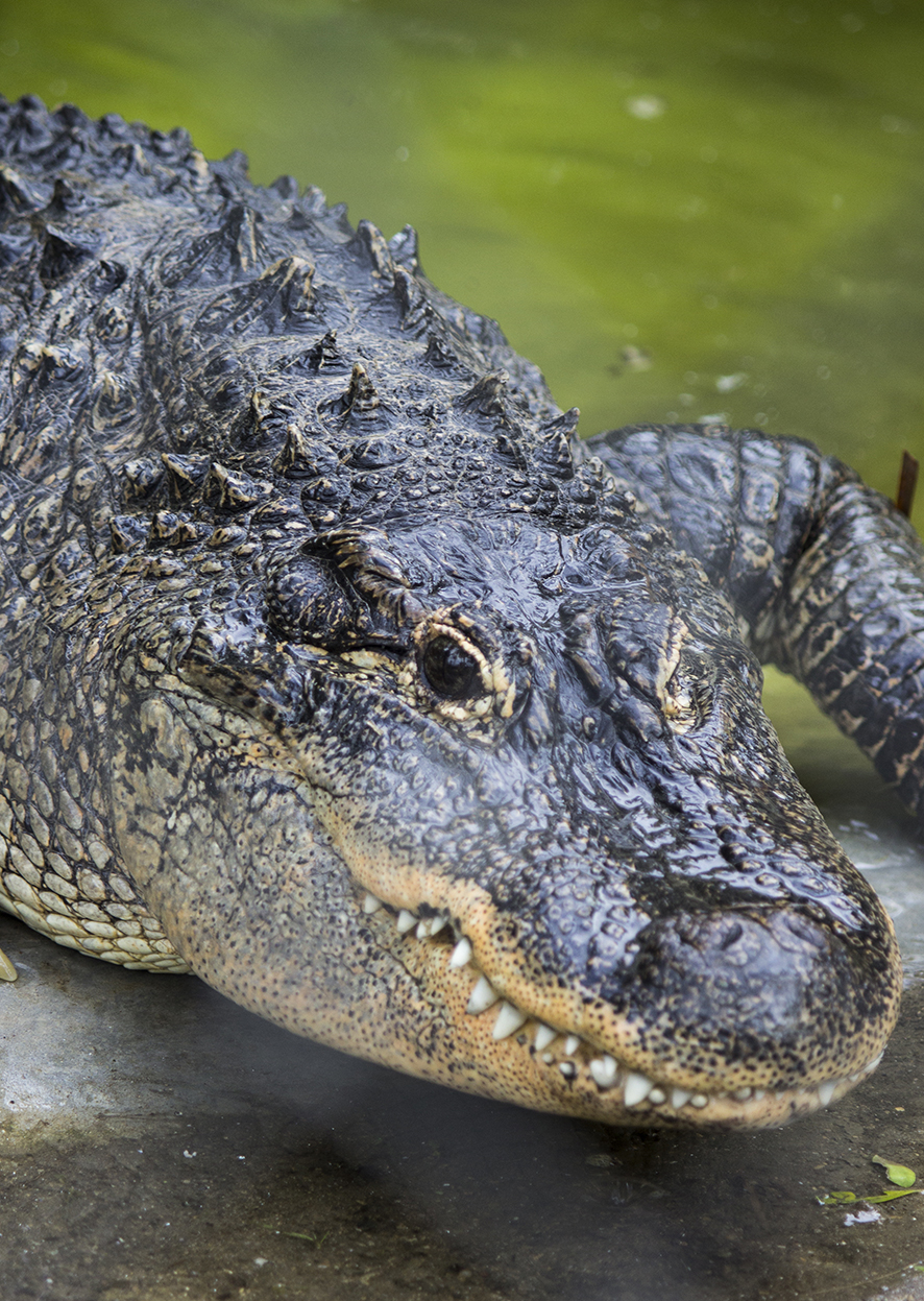 Caiman