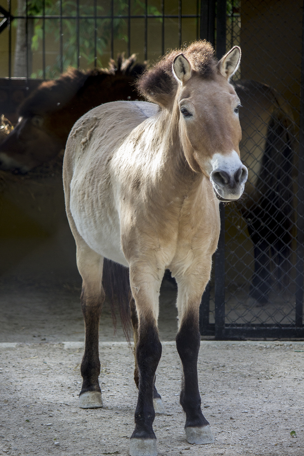 CABALLO DE PRZEWALSKI