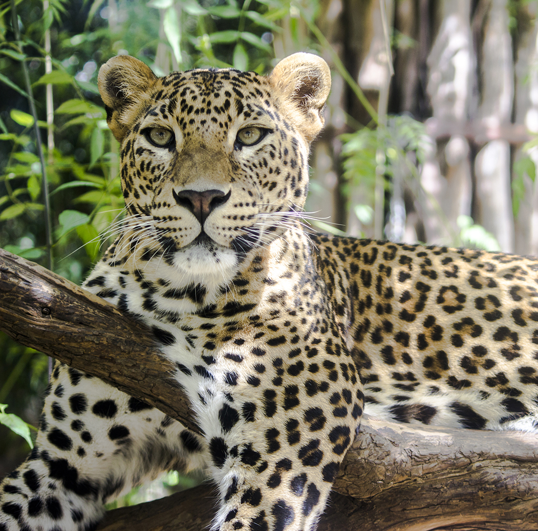 Leopardo