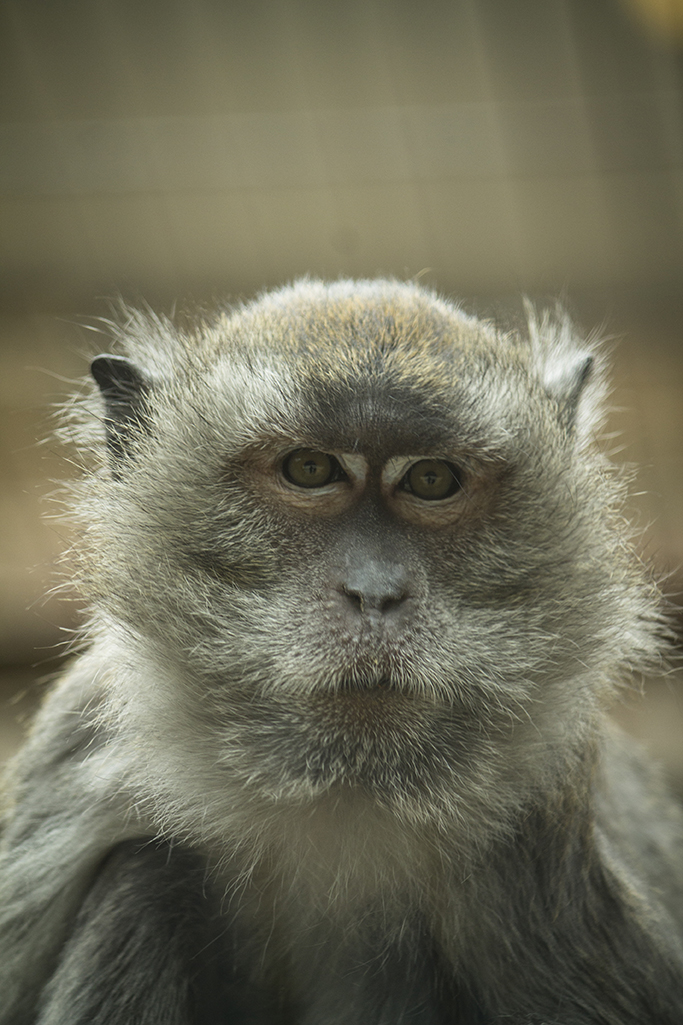 Macaco Cangrejero