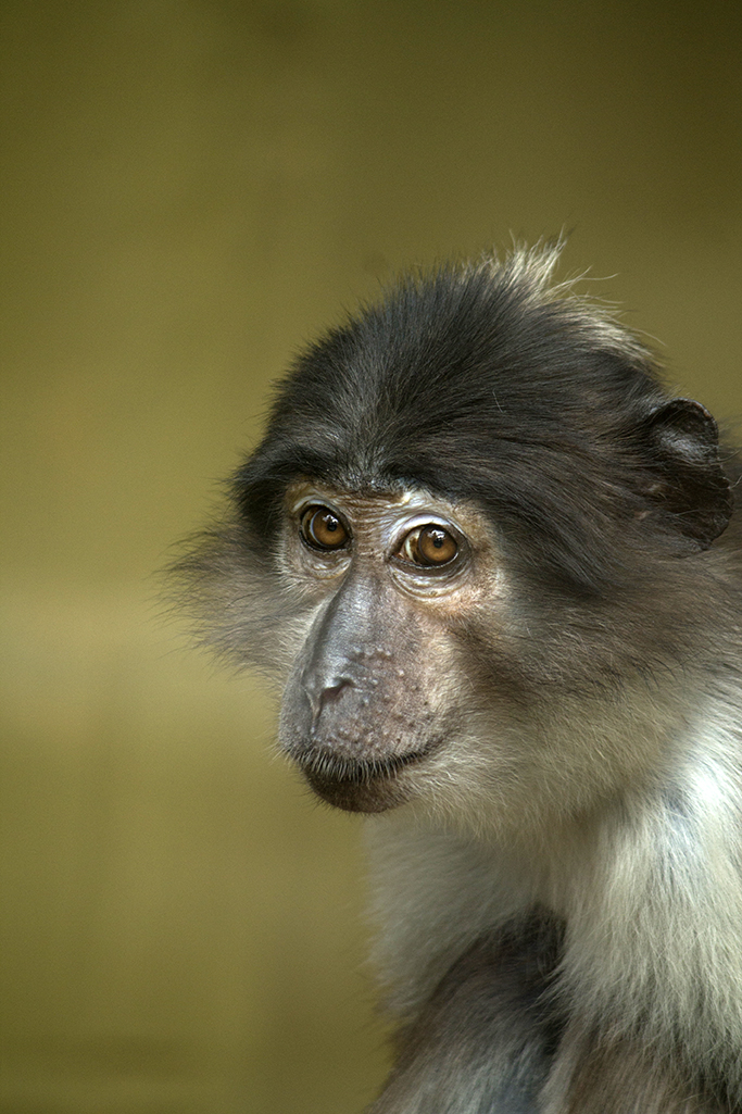 Mangabey