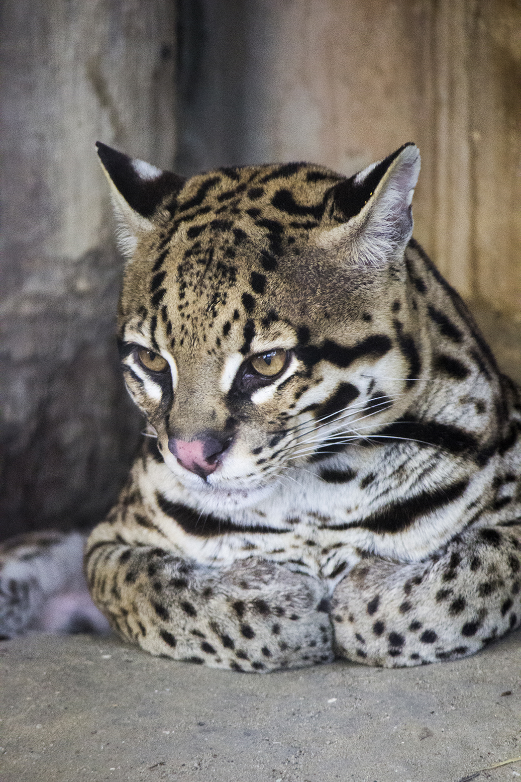 Ocelote