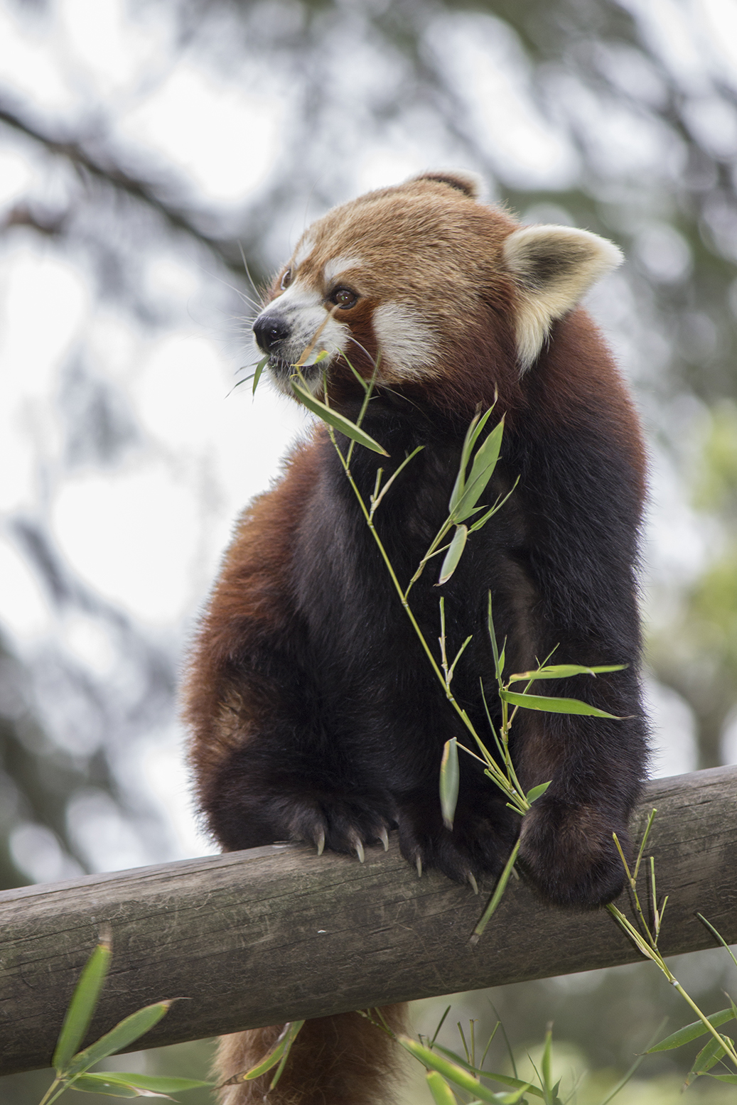 PANDA ROJO (Ailurus fulgens fulgens) - Zoobotánico Jerez PANDA ROJO (Ailurus fulgens fulgens) - Zoobotánico Jerez