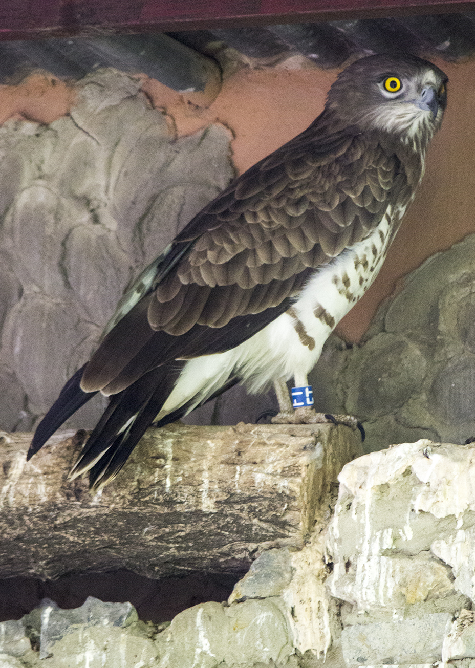 ÁGUILA CULEBRERA