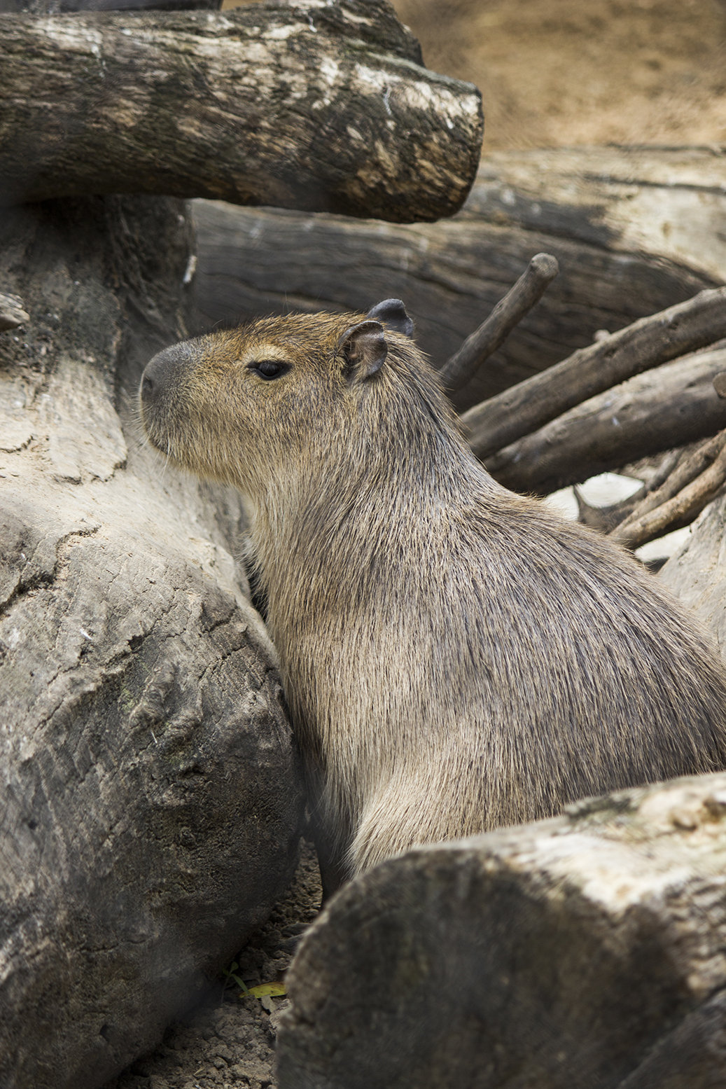 CAPIBARA (Hydrochaeris hydrochaeris) - Zoobotánico Jerez