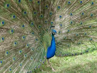 Pavo Real