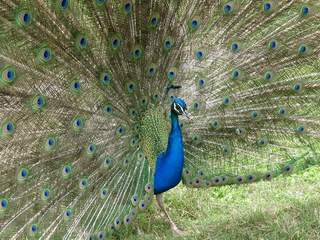 Pavo real: ¿Por qué las plumas tienen ojos?