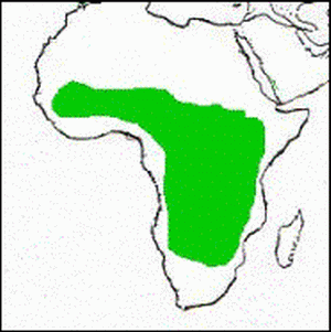 Distribución
