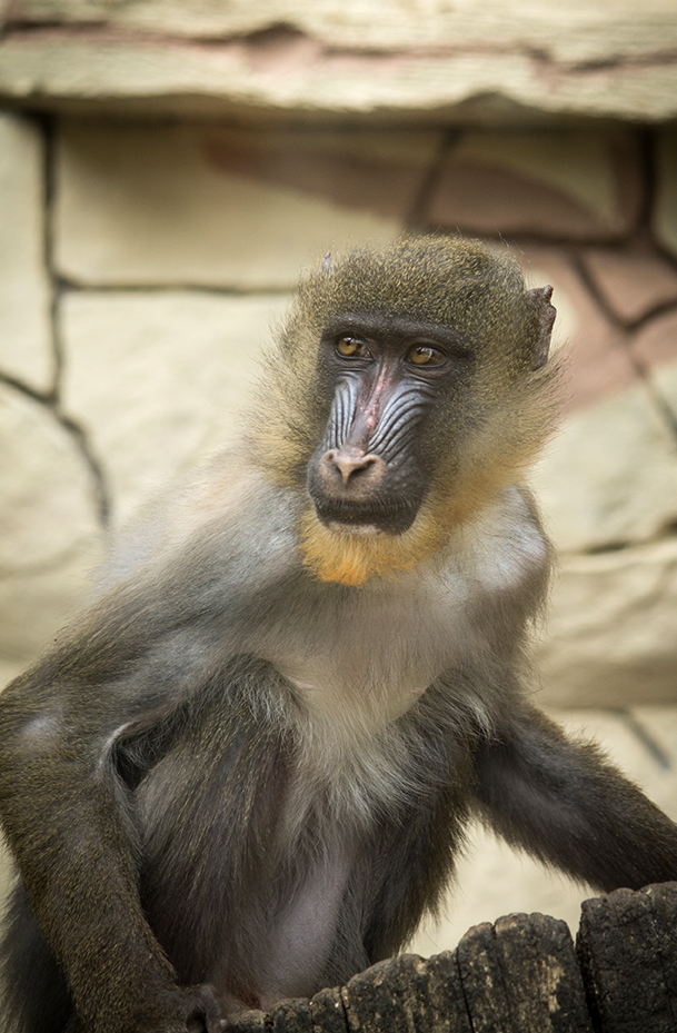 Fiel dar a entender Lujoso MANDRIL (Mandrillus sphinx) - Zoobotánico Jerez