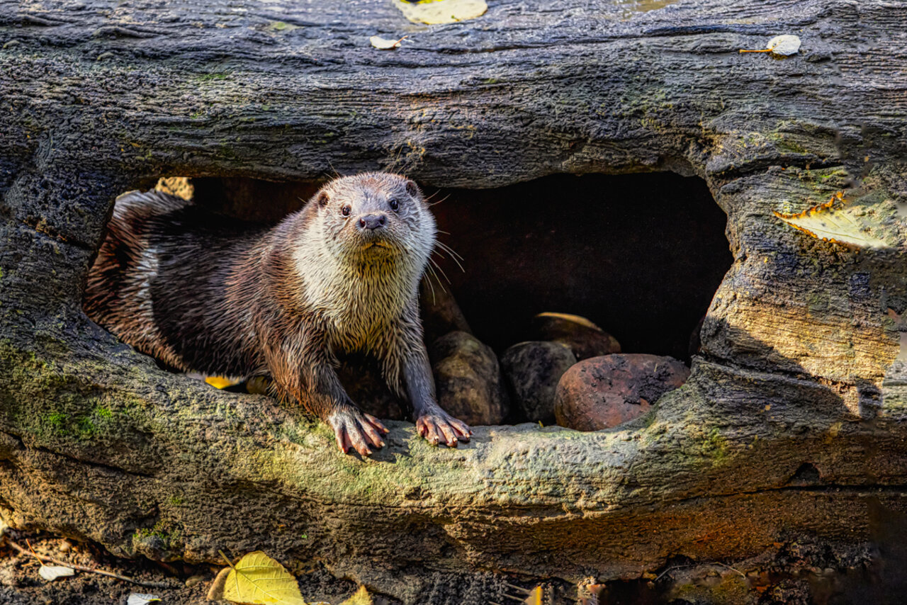 NUTRIA EUROPEA