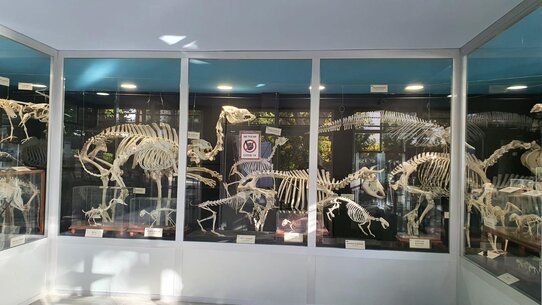 Presentación esqueletos museo de osteología.