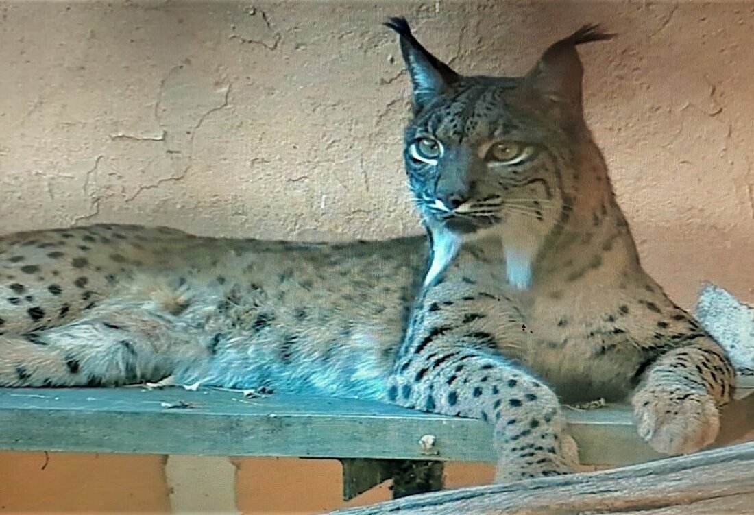 LINCE IBERICO TUMBADO