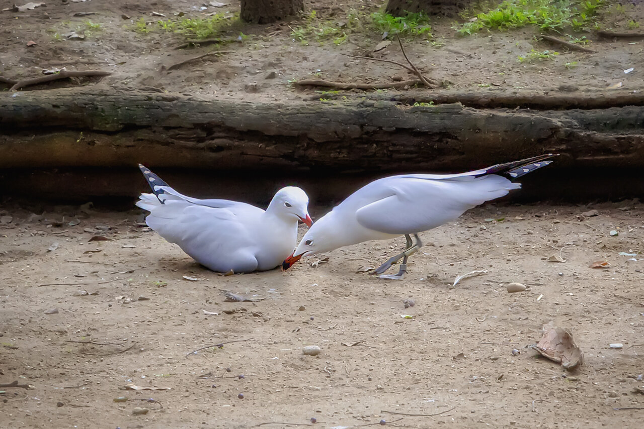 GAVIOTA DE AUDOUIN