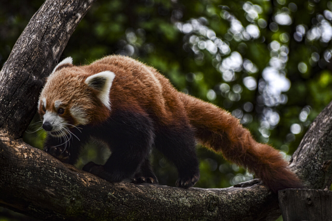 PANDA ROJO