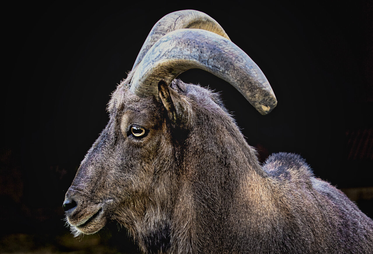 MUFLÓN DE ATLAS