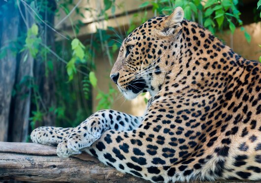 leopardo_zoo_jerez