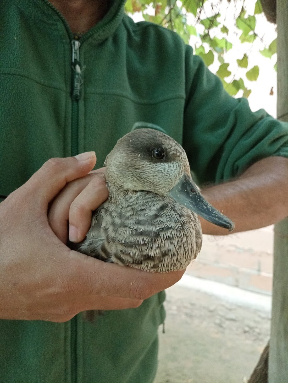 Suelta cercetas pardillas