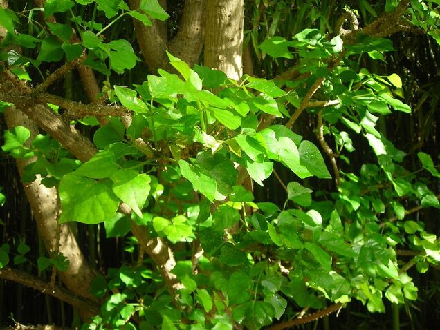 Ceibo