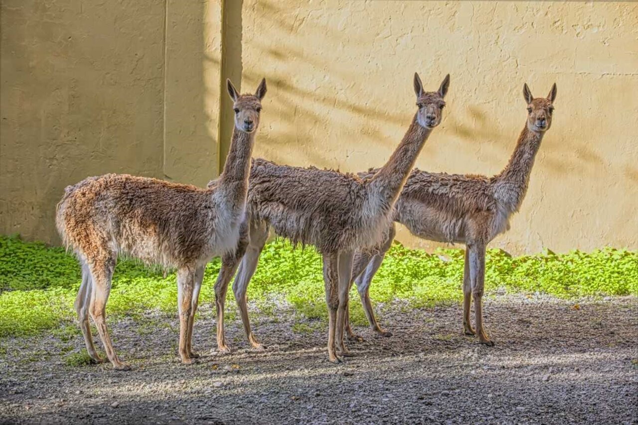 VICUÑA