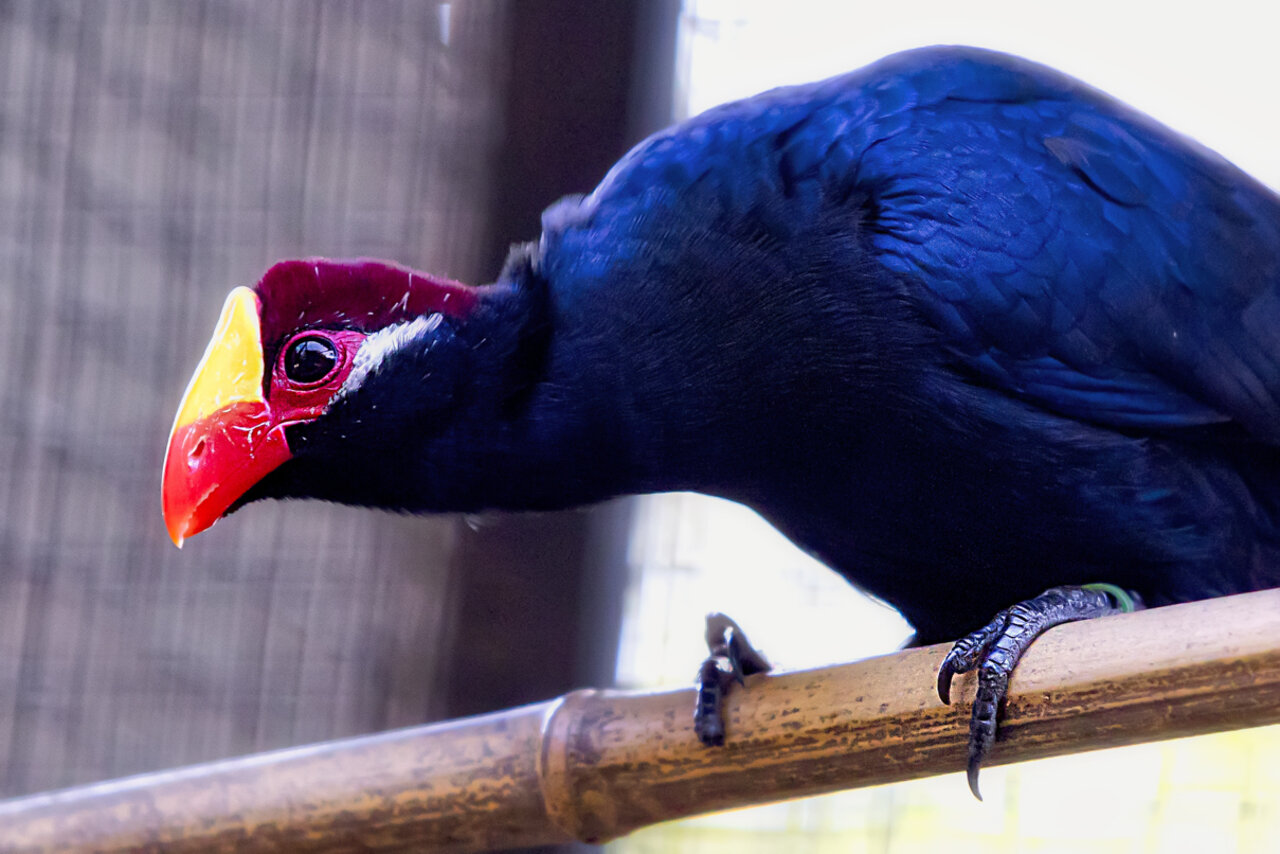 TURACO VIOLÁCEO