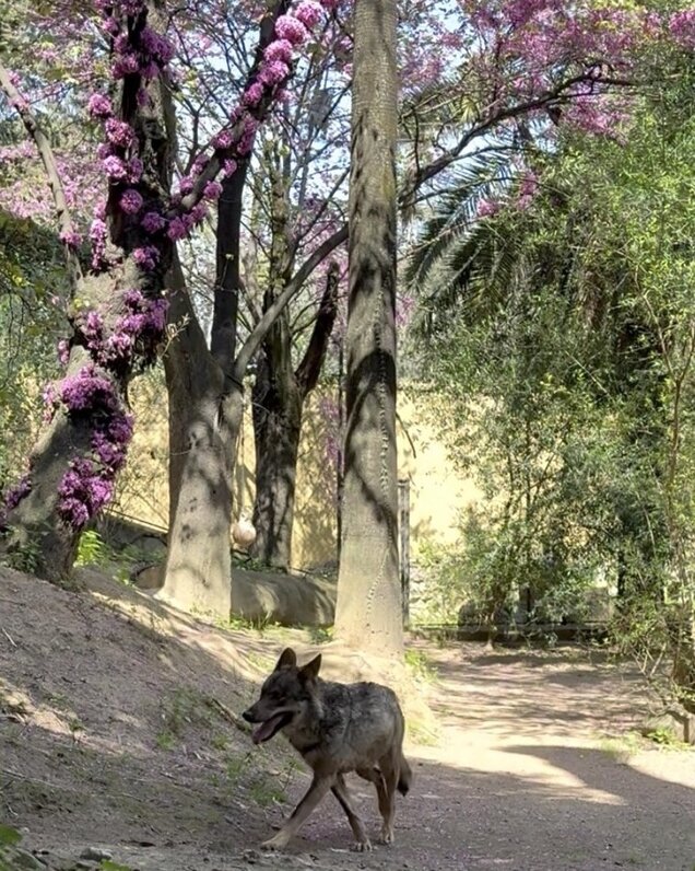 RAKSHA, NUEVA LOBA IBÉRICA CCB ZOOBOTÁNICO JEREZ