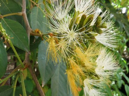 Inga Edulis