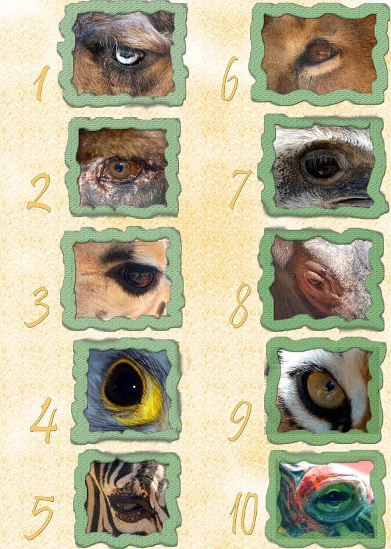 Ojos animales