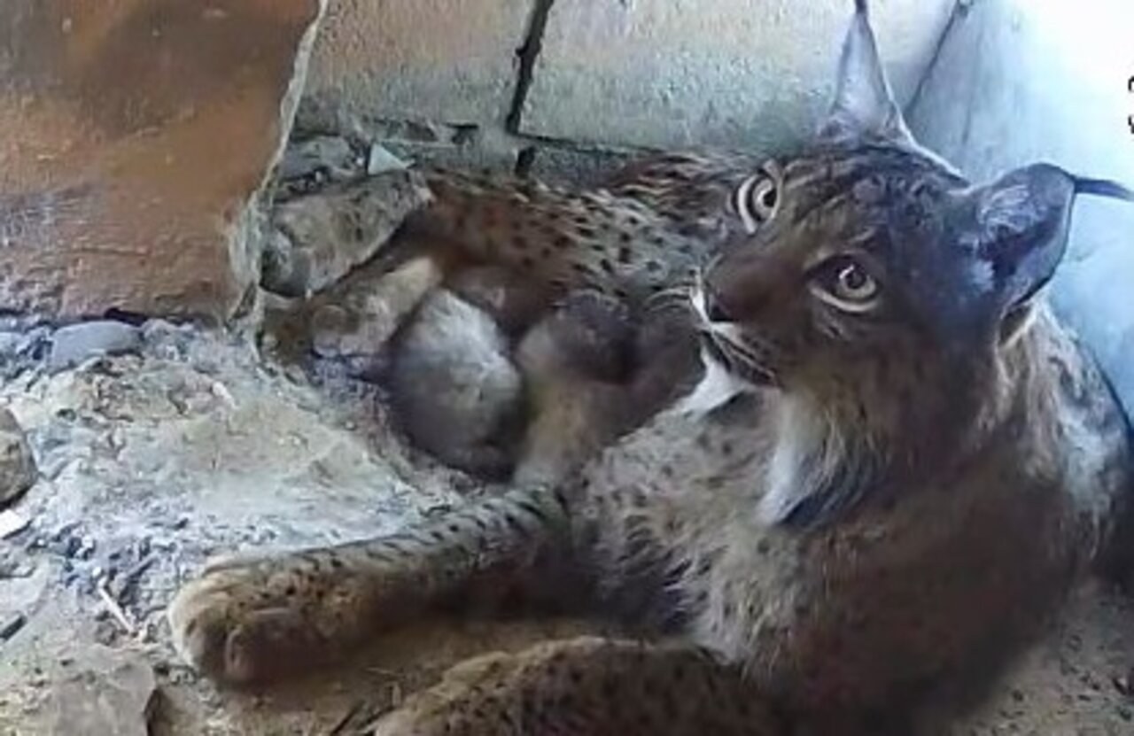 Crías de lince ibérico