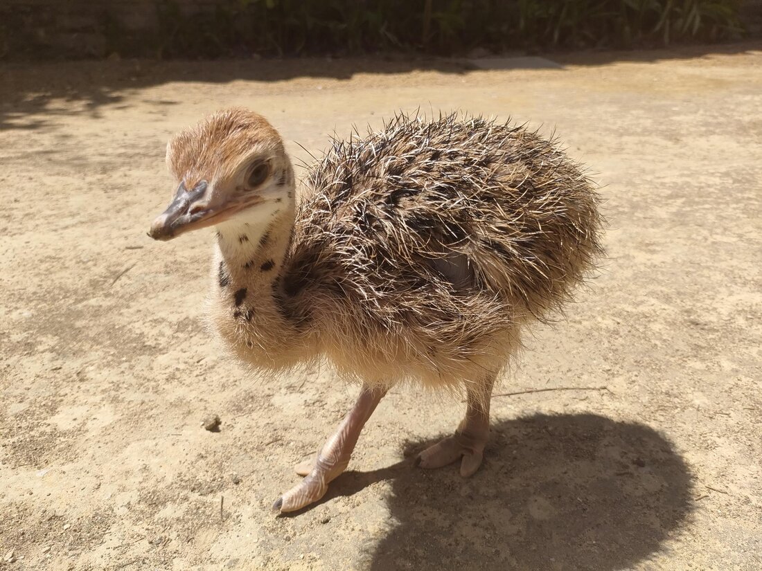 Una de las avestruces nacidas en el Zoo