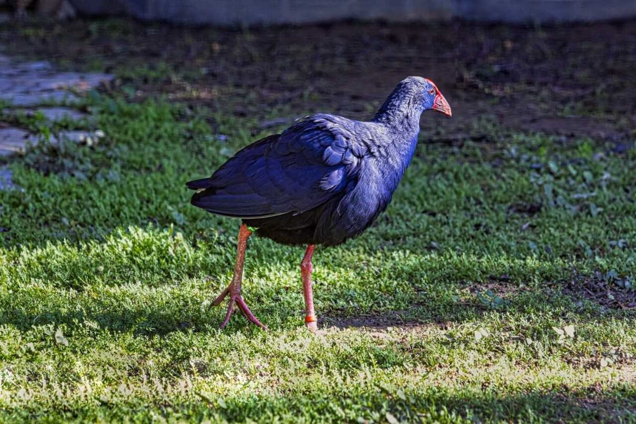 CALAMÓN COMÚN