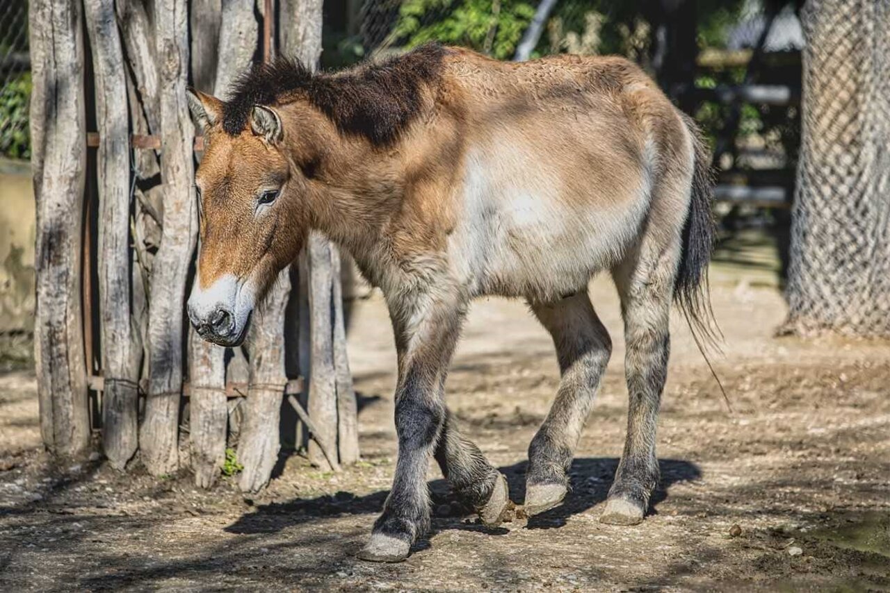 CABALLO DE PRZEWALSKI
