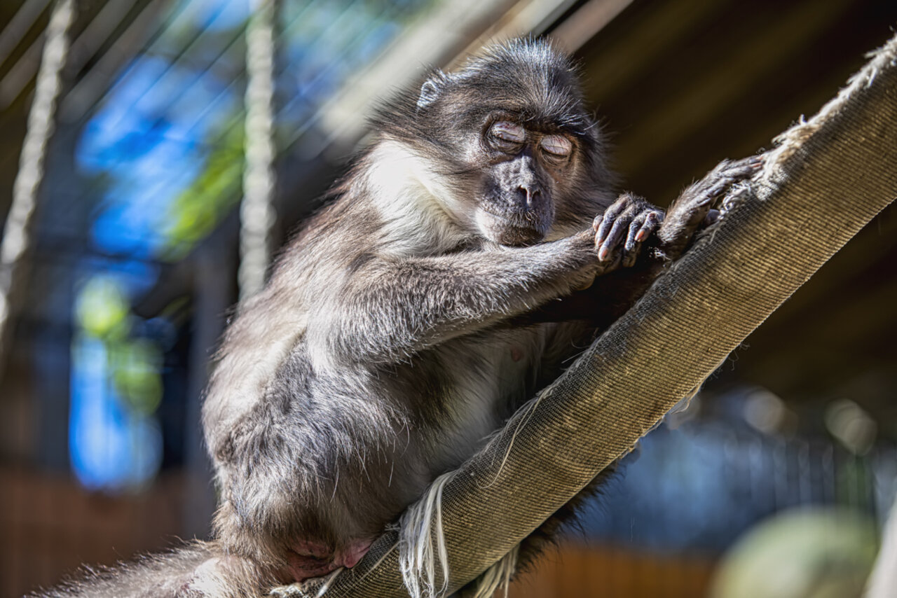 MANGABEY DE CORONILLA BLANCA