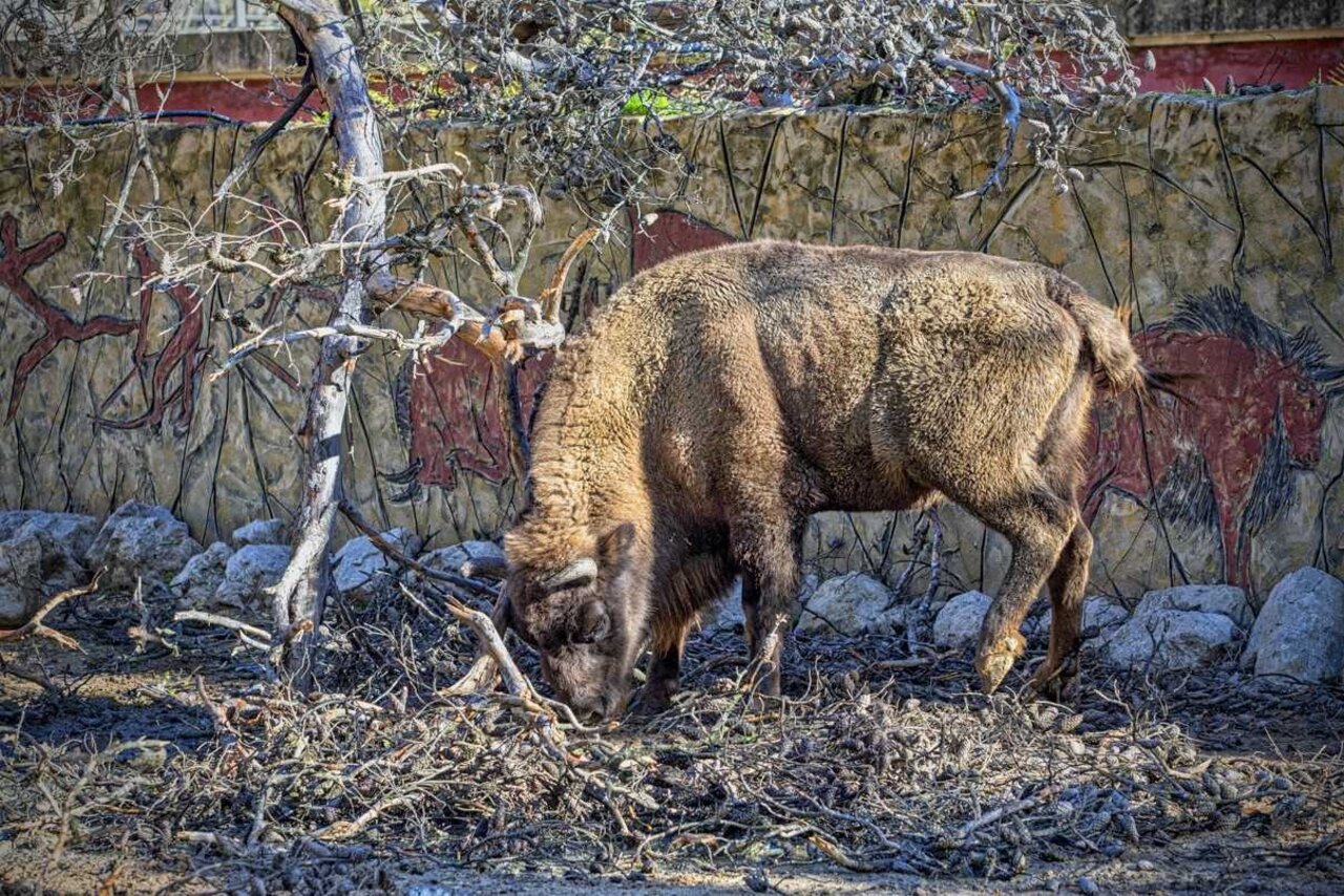 BISONTE EUROPEO