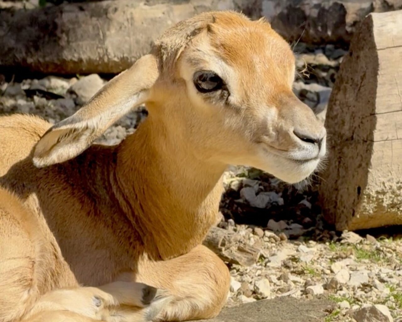 Nace una hembra de gacela dama