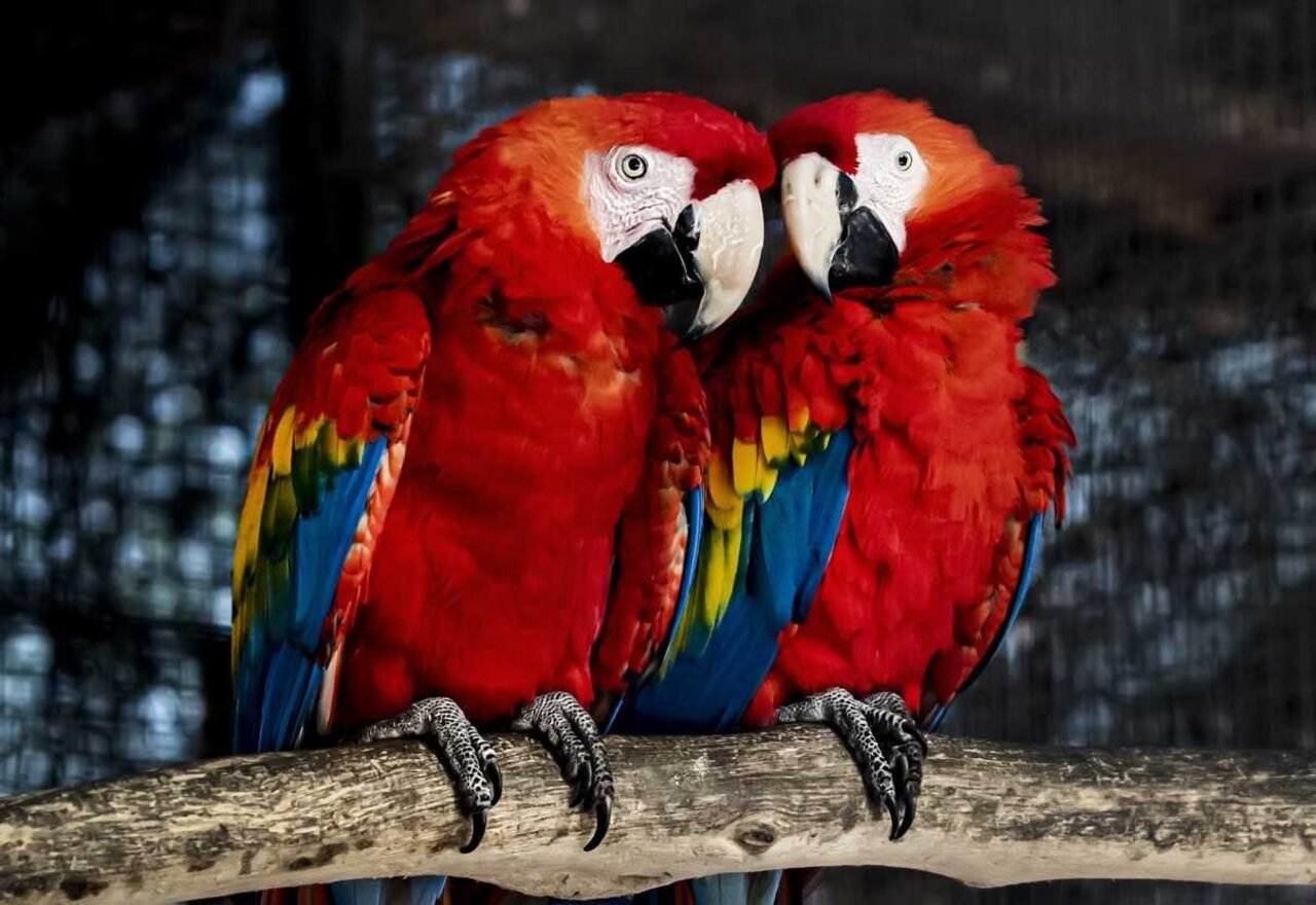 GUACAMAYO ROJO