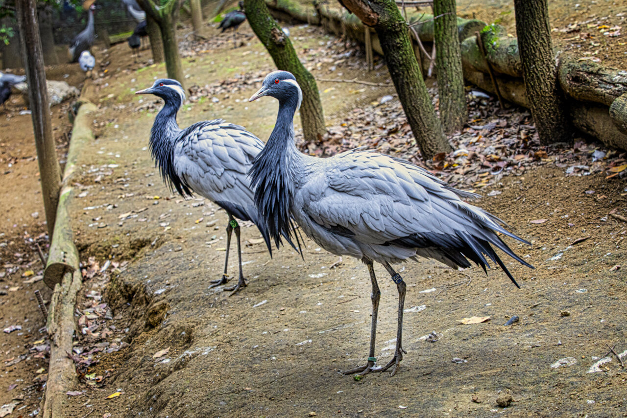 GRULLA DAMISELA