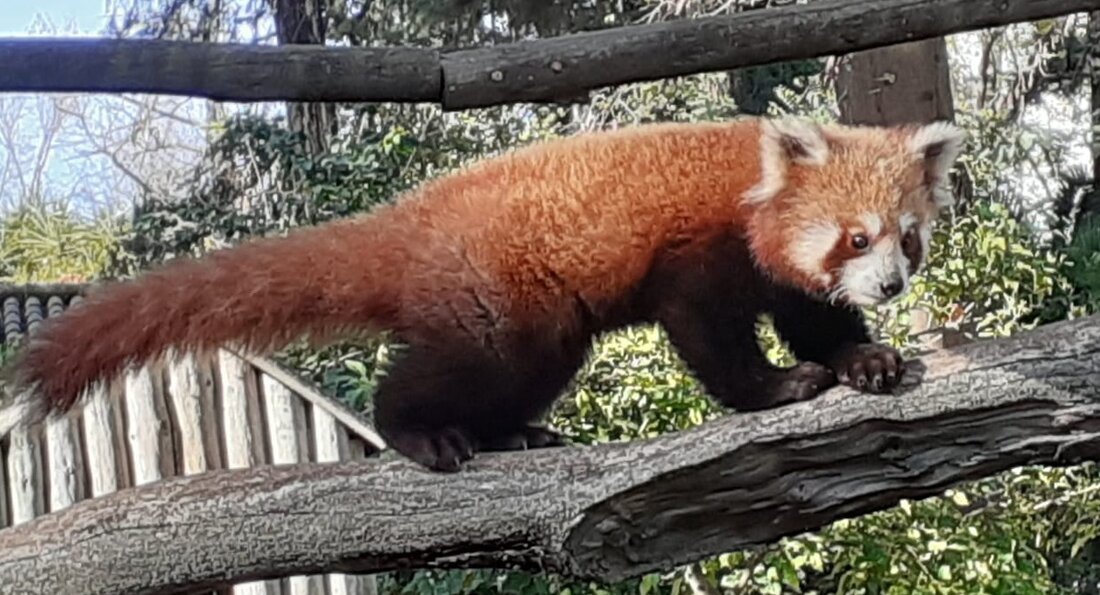 Panda rojo macho.