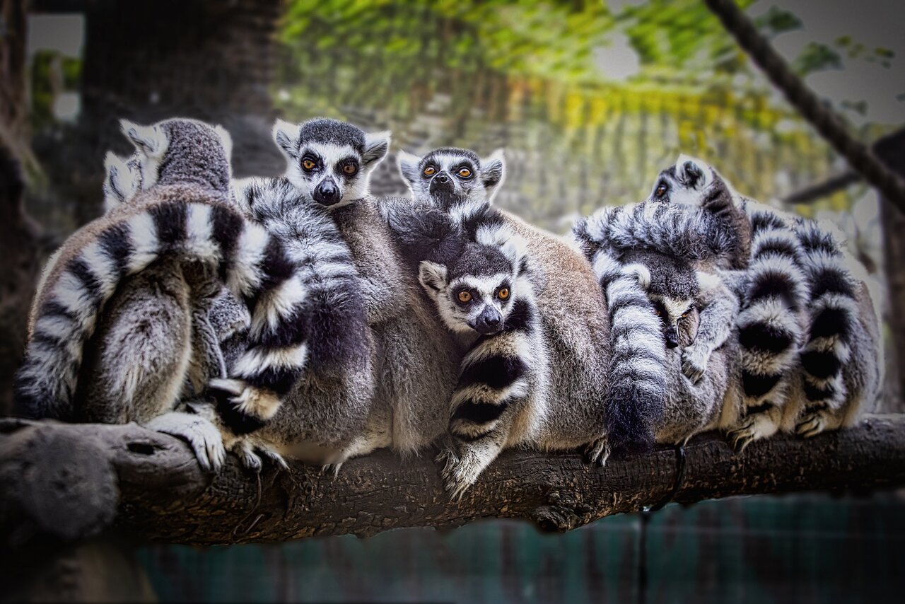 Lemur de cola anillada.