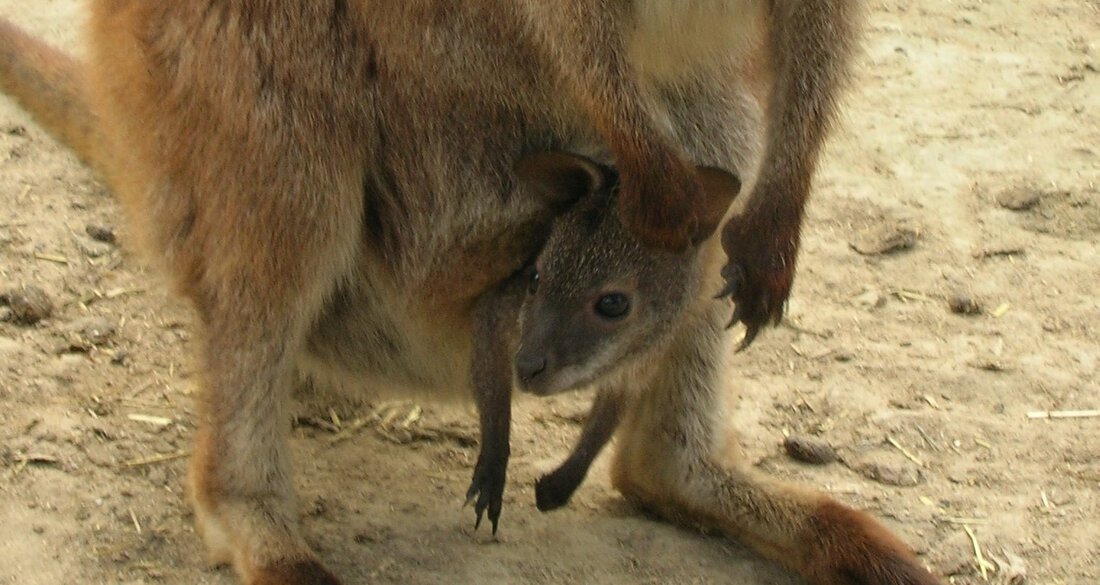 Cría de canguro de Bennet.