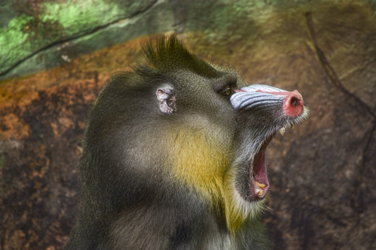 MANDRIL