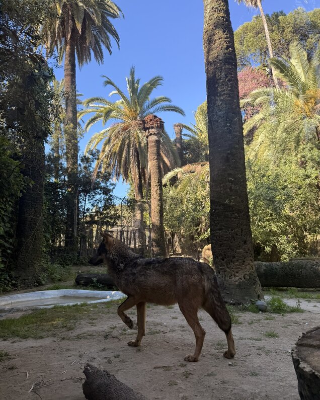 RAKSHA, NUEVA LOBA IBÉRICA CCB ZOOBOTÁNICO JEREZ
