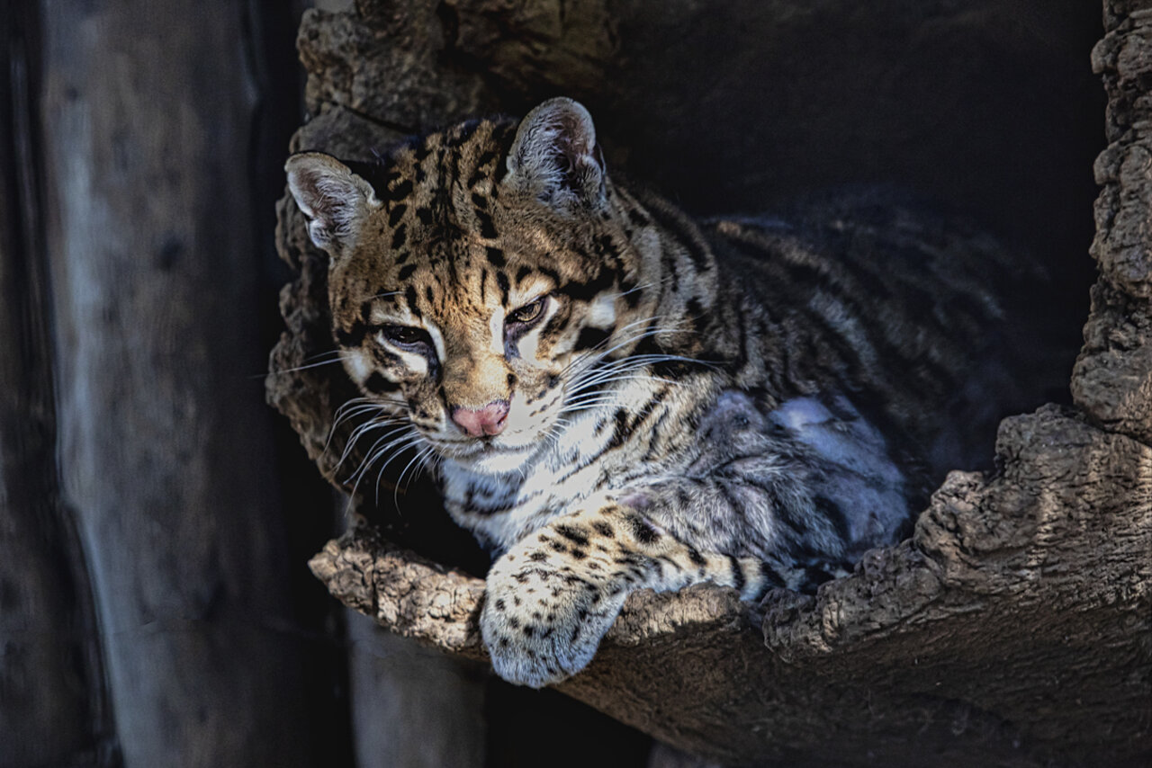 OCELOTE