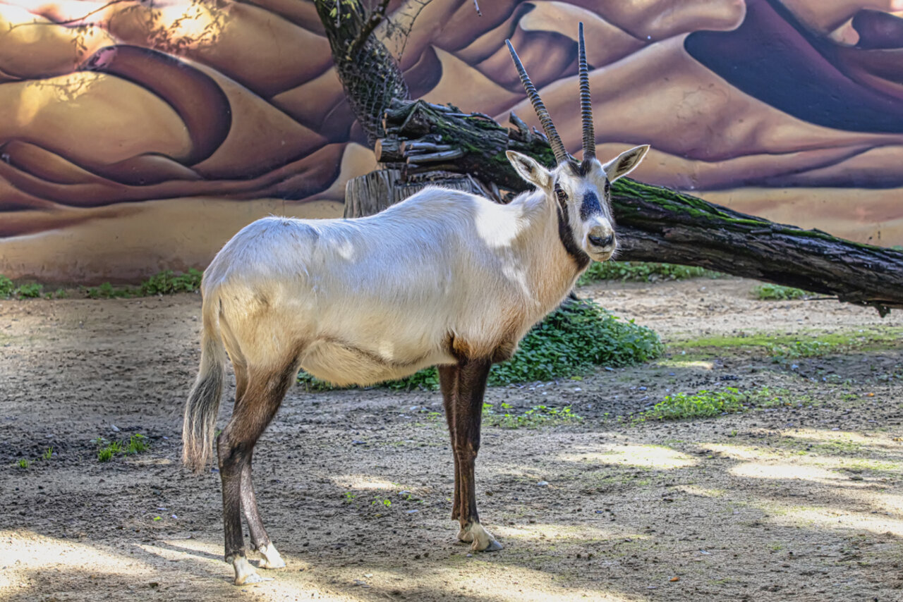 ORIX DE ARABIA