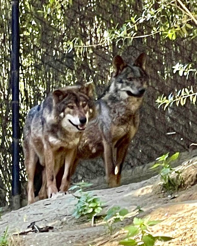 LOBOS IBÉRICOS CCB ZOOBOTÁNICO JEREZ