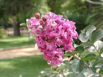 Árbol de Júpiter