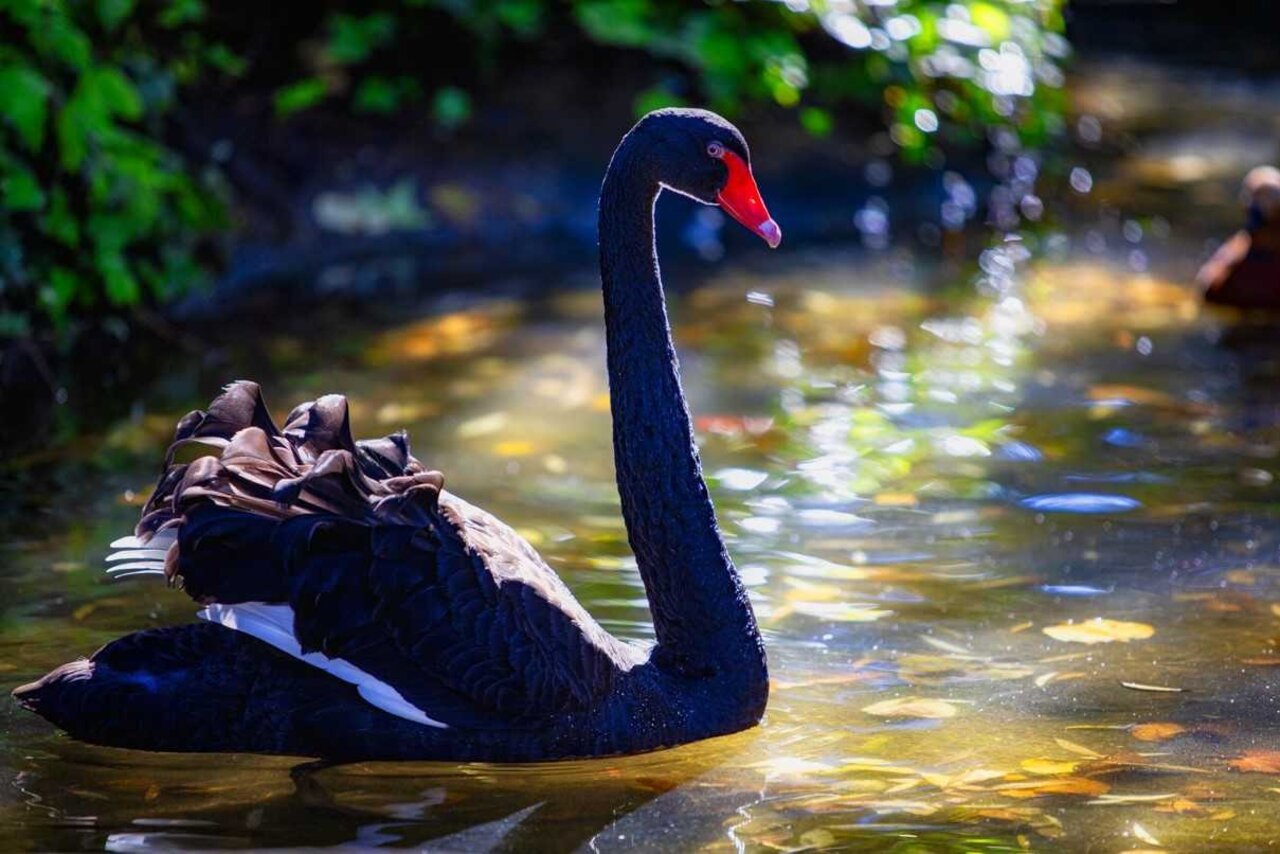 CISNE NEGRO