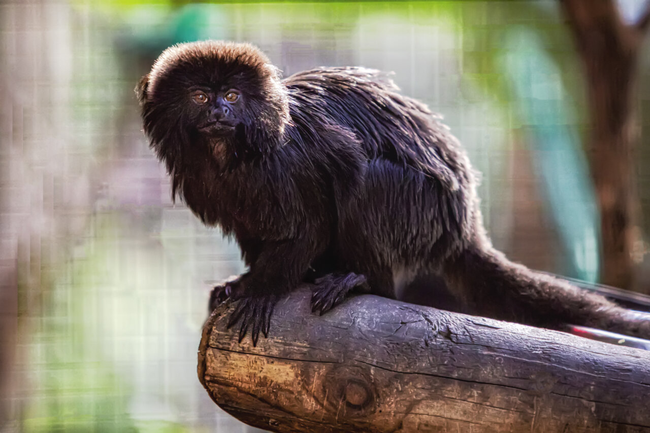 TAMARINO DE GOELDI